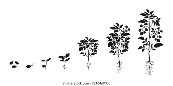Stages of development of seedlings of tomatoes. Silhouette infographic of growing vegetables.