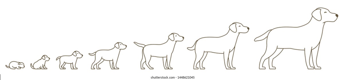 Stages of dog growth set. From puppy to adult dog. Animal pets. Labrador retriever grow up animation progression. Pet life cycle. Outline contour line vector illustration.