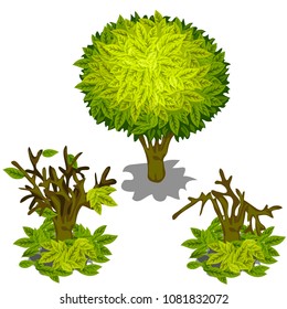 Stages of dying and the destruction of the tree isolated on a white background. Vector cartoon close-up illustration.