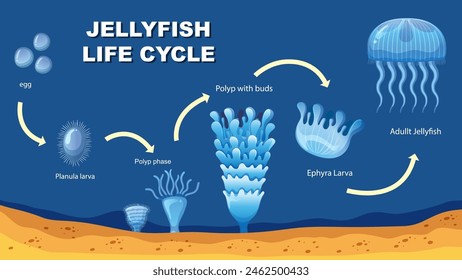 Stufen von der Ei- bis zur adulten Qualle