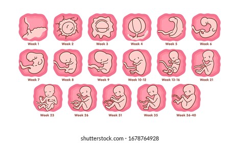 Stages of embryo development. Normal Pregnancy. Anatomy. Medical Infographic. Baby in womb. Pregnancy and health of mother  and baby inside. Pregnancy calendar.