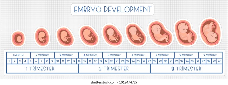 Etapas del desarrollo de embriones. Iconos de infografía plana vectorial.