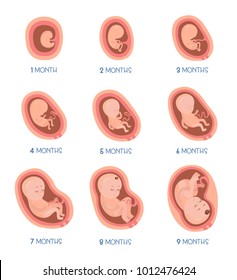 Stages of embryo development. Vector flat infographic icons.
