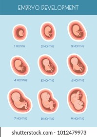 Stages Of Embryo Development. Vector Flat Infographic Icons.