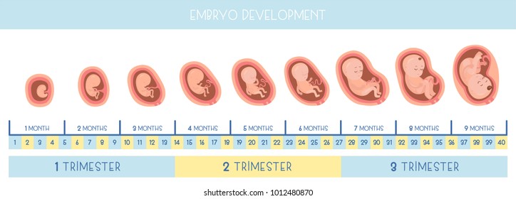 Stages of embryo development. Vector flat infographic icons.
