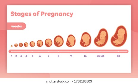 Stages Embryo Development Vector Flat Infographic Stock Vector (Royalty ...