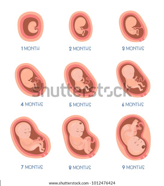 Stages Of Embryo Development In Womb Vector Illustrat 