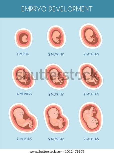 Stages Embryo Development Vector Flat Infographic Stock Vector (Royalty ...