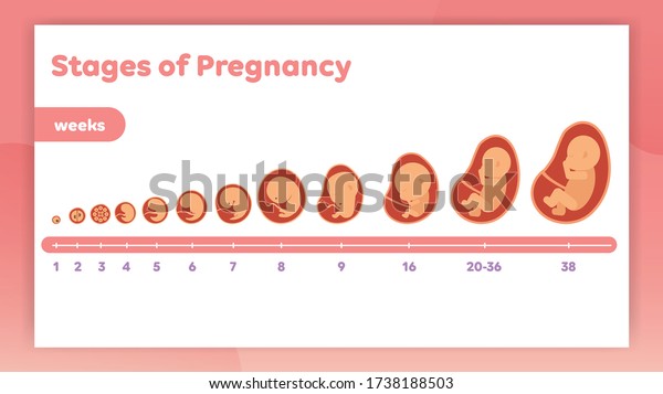 Stages Embryo Development Vector Flat Infographic Stock Vector (Royalty ...