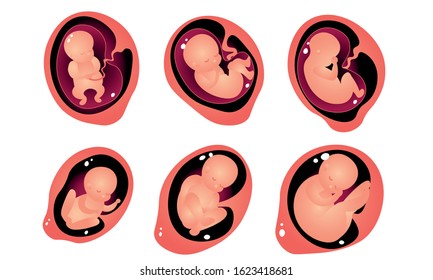 Stages of embryo development in womb vector illustration