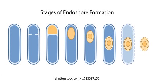 Stages of endospore formation: cell division, engulfment of pre-spore, formation cortex, coat, maturation of spore, cell lysis. Vector illustration in flat style isolated on white background