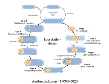 Stages of endospore formation with description steps: cell division, engulfment of pre-spore, formation cortex, coat, maturation of spore, cell lysis. Sporulation. Vector illustration in flat style 