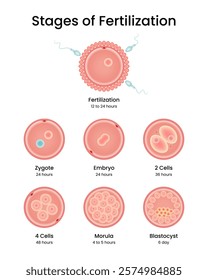 Stages of Fertilization and Implantation