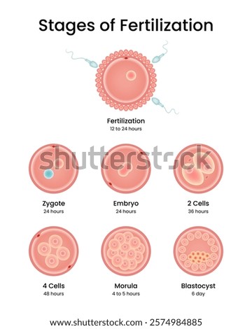 Stages of Fertilization and Implantation