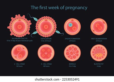 Stages of fetal development, embryo development, insemination and fertalization. Stages of development of fertile cells, diagram of folliculogenesis.