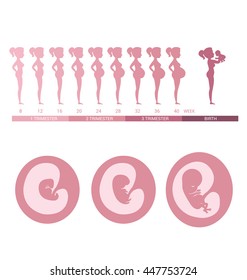 Stages of fetal development and healthy pregnant women