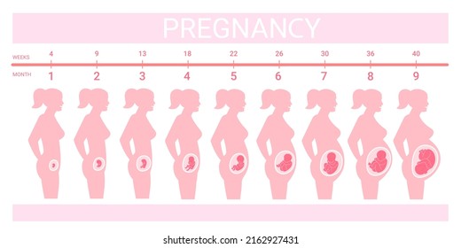 Stages fetus in belly. Timeline prenatal development, weeks months trimester pregnancy childbirth, growth embryo baby profile silhouette pregnant woman, swanky vector illustration of pregnancy health