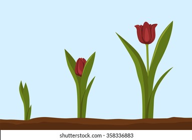 Stages of flower growth