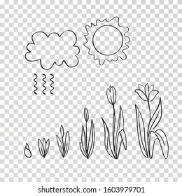 Stages of flower growth. Cloud, rain, sun, bud, tulips. My hobby is growing flowers. Spring field work. Spring is coming. Hand drawn flower set.1