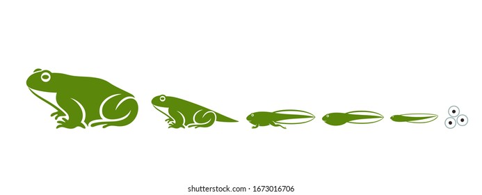 Stages of frogs life cycle. Abstract frog on white background