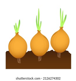 Stages of germination of onions in the ground