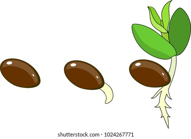 Stages of germination of seed