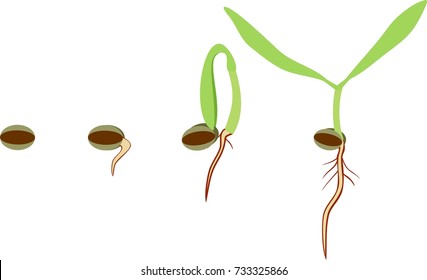 Stages of germination of seed on white background
