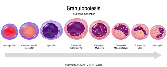 Stages of Granulopoiesis vector. Eosinophil maturation. Hemocytoblast, myeloid progenitor, Myeloblast, Promyelocyte, Myelocyte, Metamylocyte, E.Band and Eosinophil.
