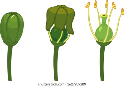 Stages of grape flower bloom and structure of grape flower