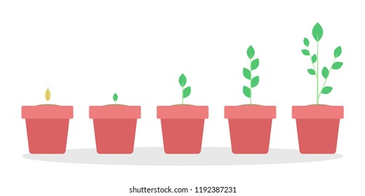 Stages of green plant growth in the red pot. From seed to big sprout. Isolated flat vector illustration