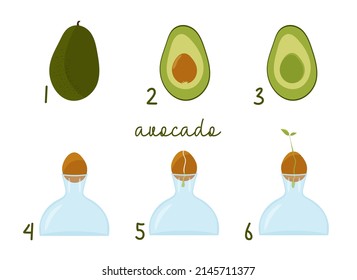 stages of growing avocado from seed. step-by-step instruction. vector illustration