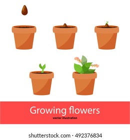 Stages of growing flowers. The process of growth of domestic flower from seed to flower. Vector elements isolated on white background