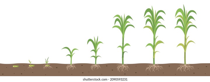 The stages of growing sugarcane with root system view in the soil.