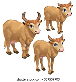 The stages of growth of a brown cow. Animals isolated on a white background. Vector illustration.