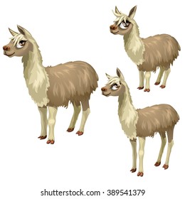 The stages of growth of a brown llama. Animals isolated on a white background. Vector illustration.