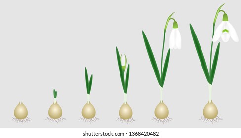 Stages of growth from bulb to adult flowering snowdrop plant.