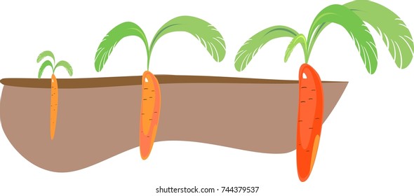 Stages of growth of carrots