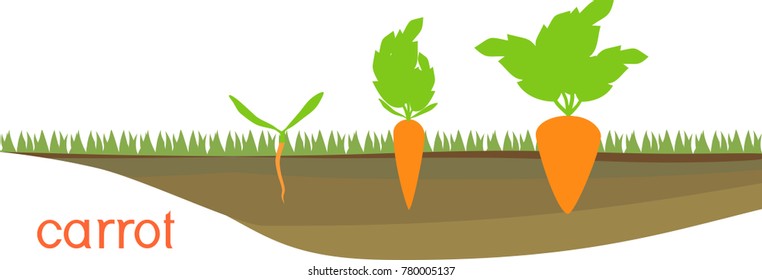 163 Carrots Life Cycle Stock Illustrations Images Vectors Shutterstock Stages Growth Carrots On Vegetable 260nw 780005137