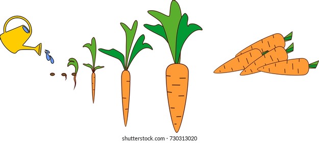 203 Carrots Life Cycle Images Stock Photos Vectors Shutterstock Stages Growth Carrots Seeding Watering 260nw 730313020