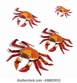 Stages of growth and maturation of the crab isolated on a white background. Vector illustration.