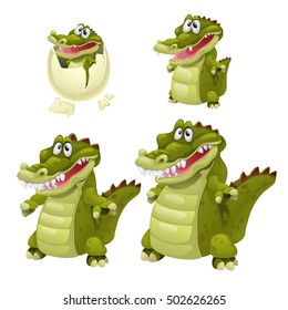 Stages of growth and maturation of crocodiles isolated on white background. Vector illustration.