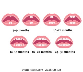 Etapas de crecimiento de dientes de leche en niños. Antecedentes médicos o afiche. Ilustración plana del vector