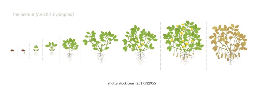 Etapas de crecimiento de una planta de cacahuete. Estudios botánicos de Arachis hypogaea. El ciclo de vida. Ilustración vectorial.