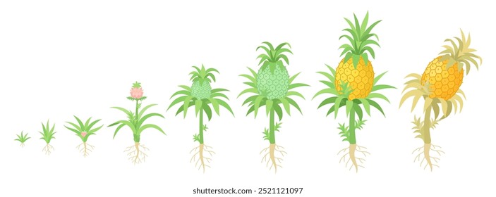 Etapas de crecimiento de una planta de piña. Estudios botánicos. El ciclo de vida. Ilustración vectorial.