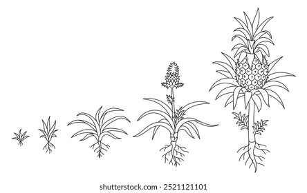 Estágios de Crescimento de uma Planta de Abacaxi. Estudos botânicos. O ciclo de vida. Traçado de linha de contorno editável por vetor.