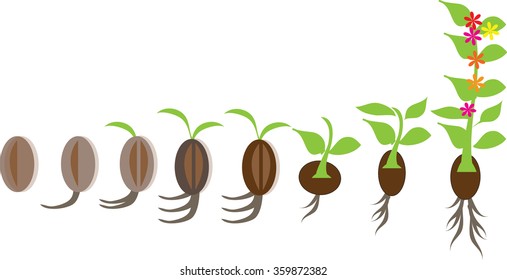 Stages Growth Plant Seed Tree Stock Vector (Royalty Free) 359872382 ...