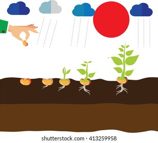 stages of growth of plant and seed to tree, Illustration of growing plant