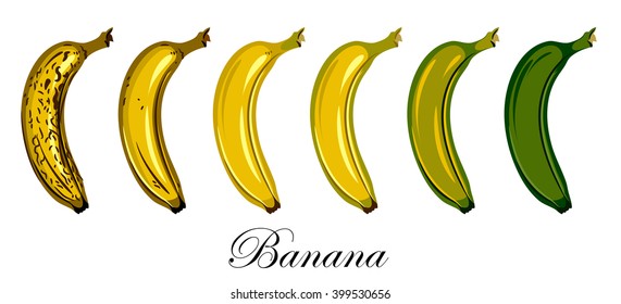 Stages of growth and ripening of banana fruit