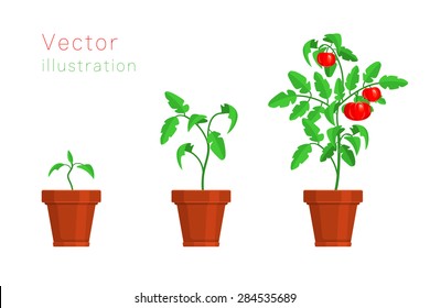 Stages of growth of tomato. Vector illustration