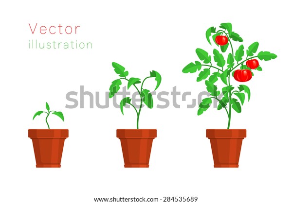 Stages Growth Tomato Vector Illustration Stock Vector (Royalty Free ...